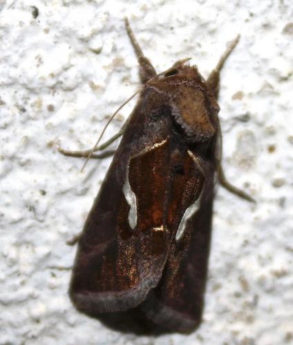 Macdunnoughia confusa